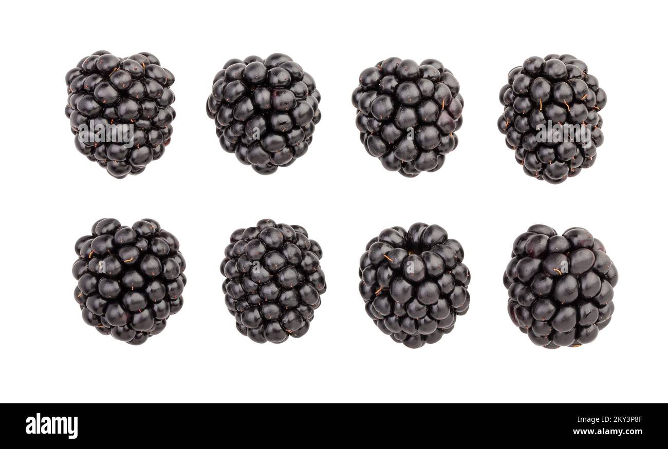 percorso blackberry isolato su bianco Foto Stock