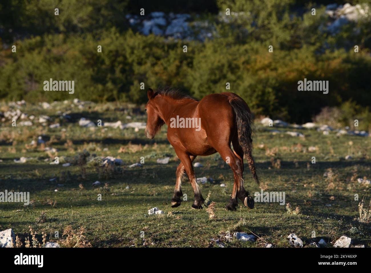 Cavalli nel Parco Naturale di Biokovo sono alla ricerca di cibo, in Croazia, il 21 settembre 2022. Foto: Matko Begovic/HaloPix/PIXSELL Foto Stock