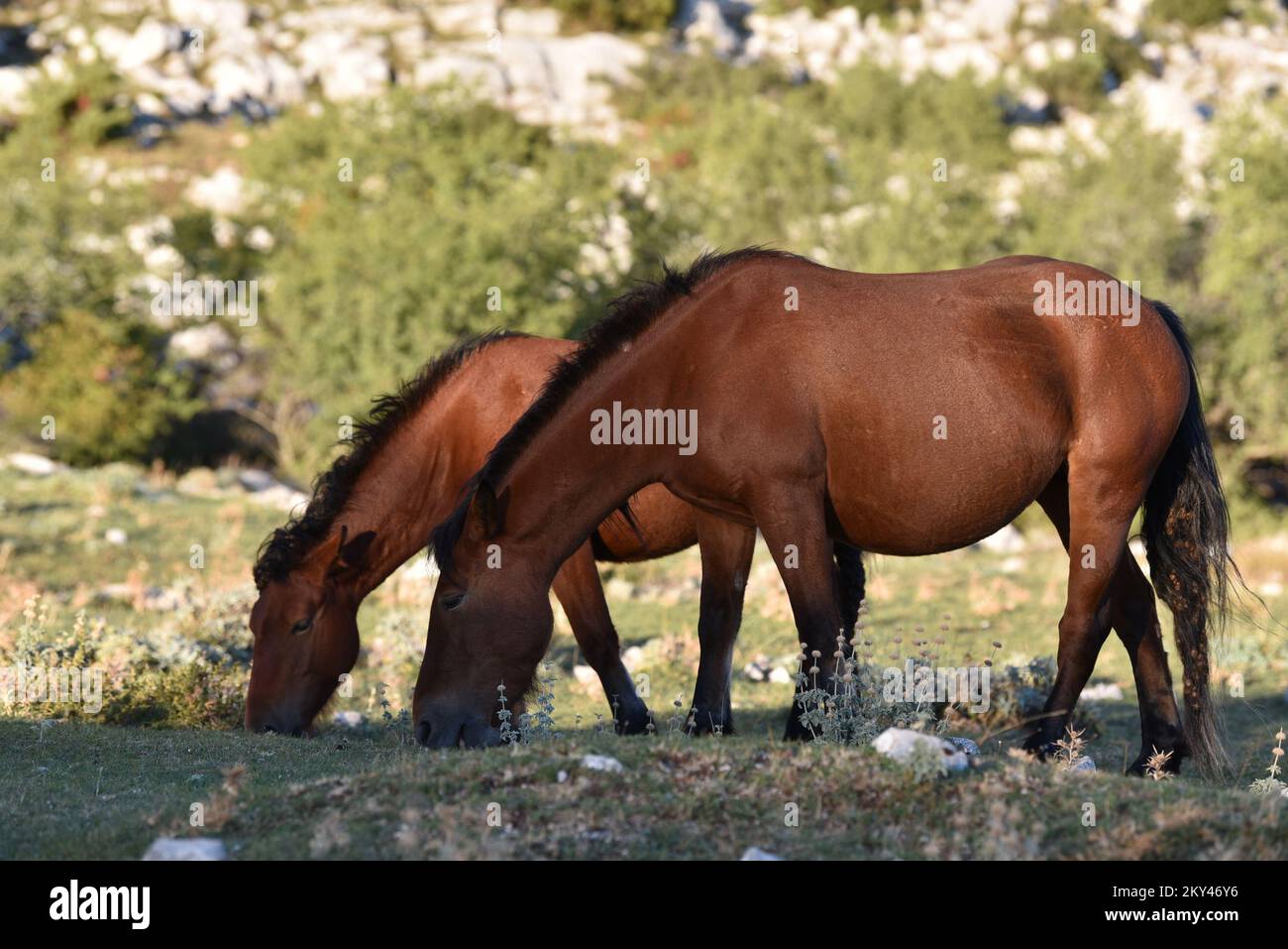 Cavalli nel Parco Naturale di Biokovo sono alla ricerca di cibo, in Croazia, il 21 settembre 2022. Foto: Matko Begovic/HaloPix/PIXSELL Foto Stock