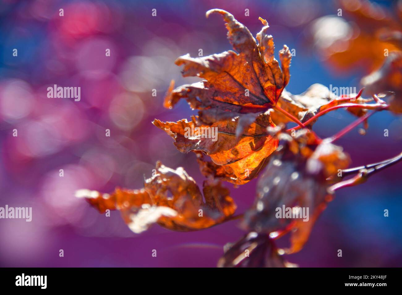 Foto scattata il 23 dicembre 2022 a Zagabria, Croazia, mostra foglie secche sui rami dell'albero il primo giorno di primavera. Foto: Josip Regovic/PIXSELL Foto Stock