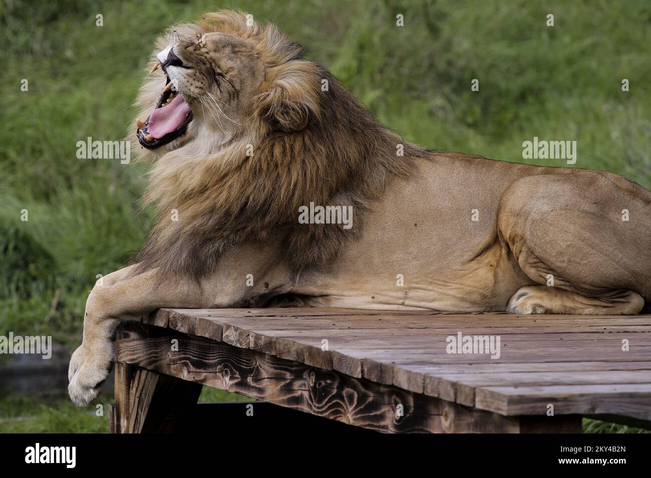 Un leone è visto al Santuario dell'Orso di quattro Paws a Mramor, Kosovo, 25 settembre 2022.Lion è stato salvato da un ristorante privato nel villaggio di Stancic, nel Kosovo orientale Foto: VALDRIN XHEMAJ/PIXSELL Foto Stock