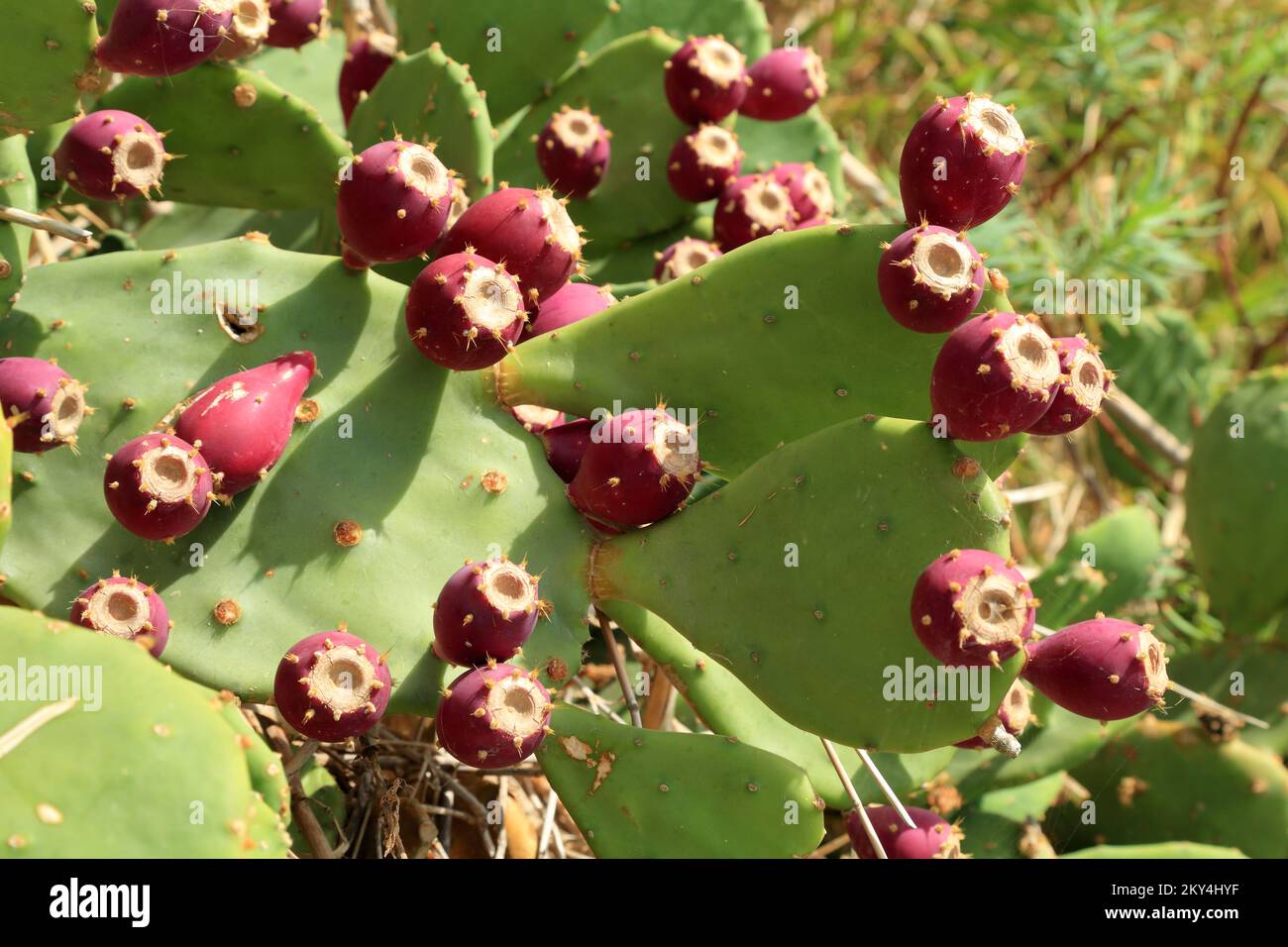 Prickly Pear Cactus con frutti, Opuntia ficus-indica, Opuntia fico indiana, genere Opuntia Foto Stock