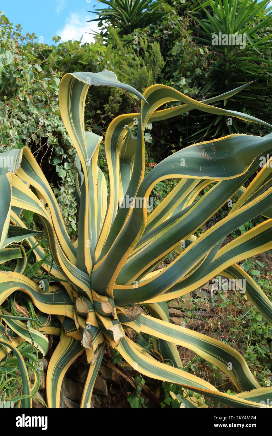 Agave americana marginata Foto Stock