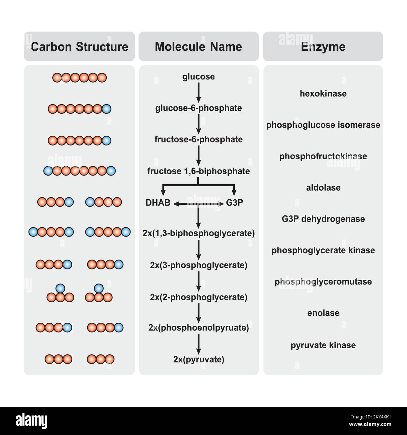 Progettazione scientifica di fasi di glicolisi. Conversione del glucosio in piruvato. Simboli colorati. Illustrazione vettoriale. Illustrazione Vettoriale
