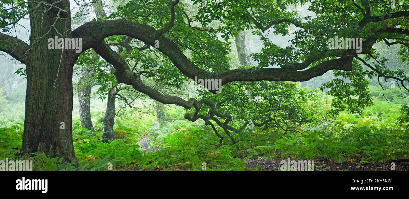 Rami giganti di spandimento di quercia sesile in Ancient Oak Woodland Cannock Chase Foto Stock