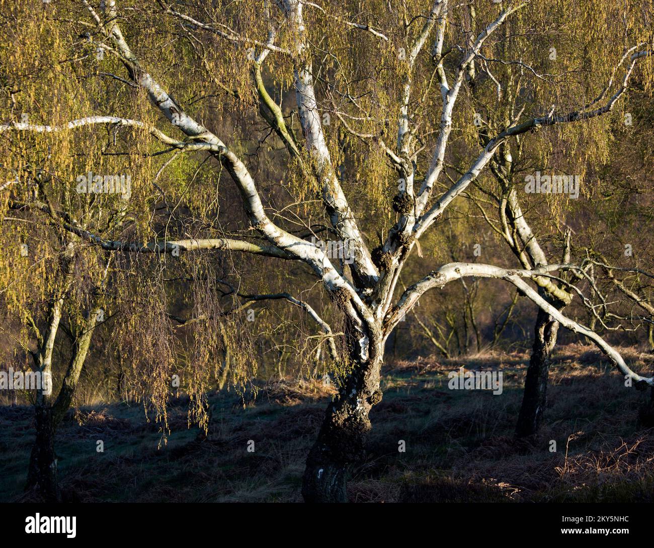 Bella diffusione Argento Birch albero in primavera la principessa di alberi mostrando bellezza nella natura con la sua corteccia d'argento e fogliame d'oro in un bosco Foto Stock