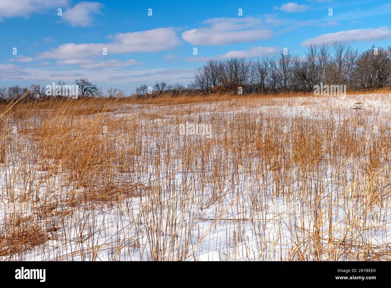 Neve nell'erba di Prairie nell'area naturale statale di volo Bog in Illinois Foto Stock