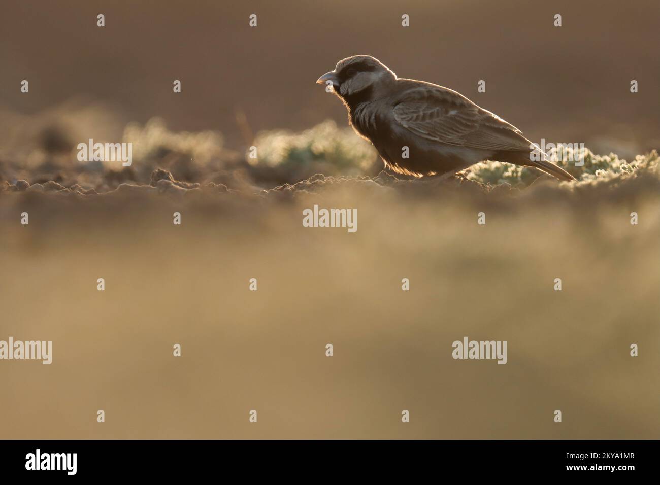 Ashi coronato spargolo lark appollaiato sul terreno. Eremopterix griseus. lark. Foto Stock