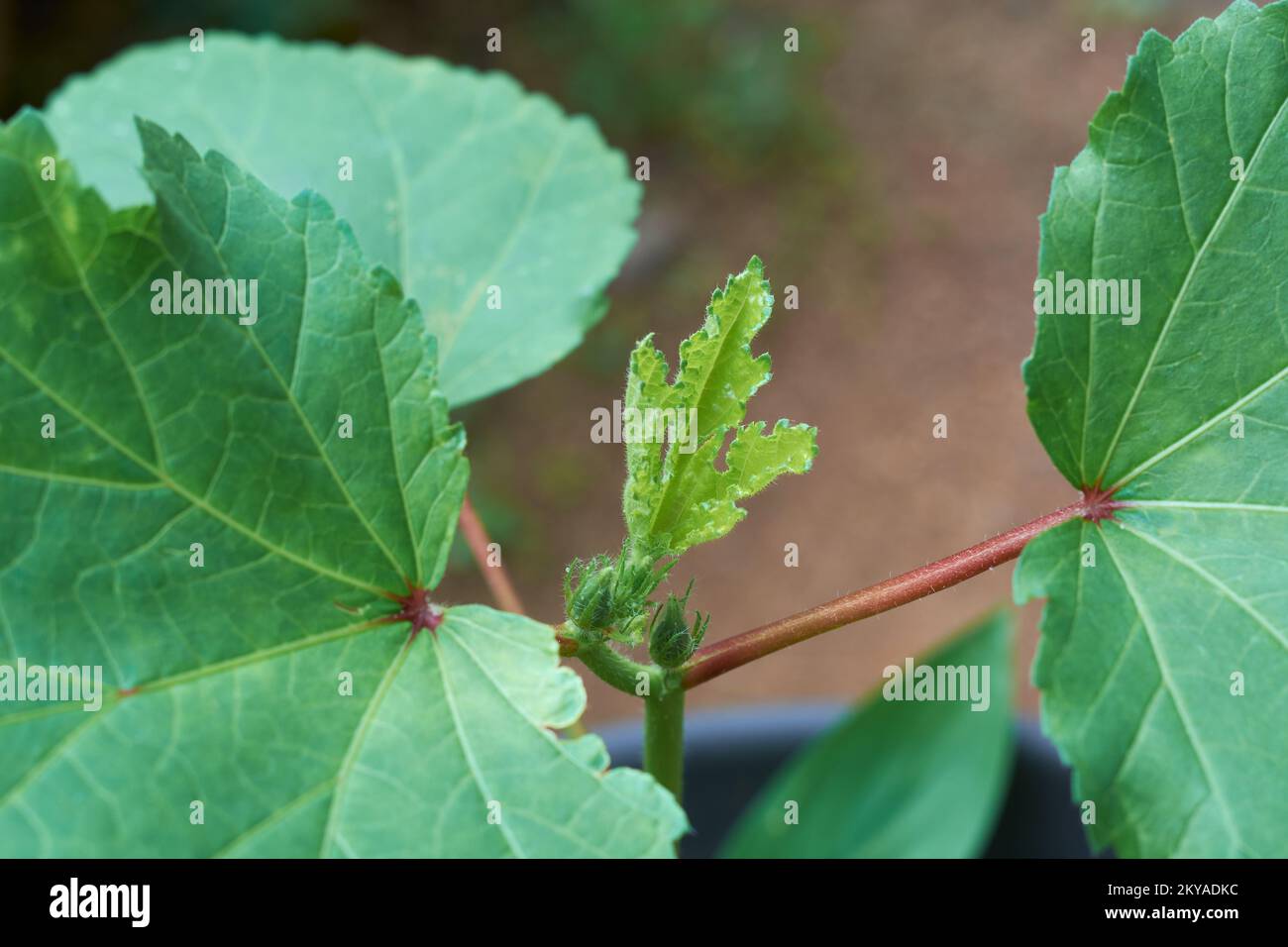 primo piano della crescita di okra o di germoglio di pianta di okro, anche conosciuto come dita delle signore, giovani foglie nuove crescono in orto, fuoco selettivo Foto Stock