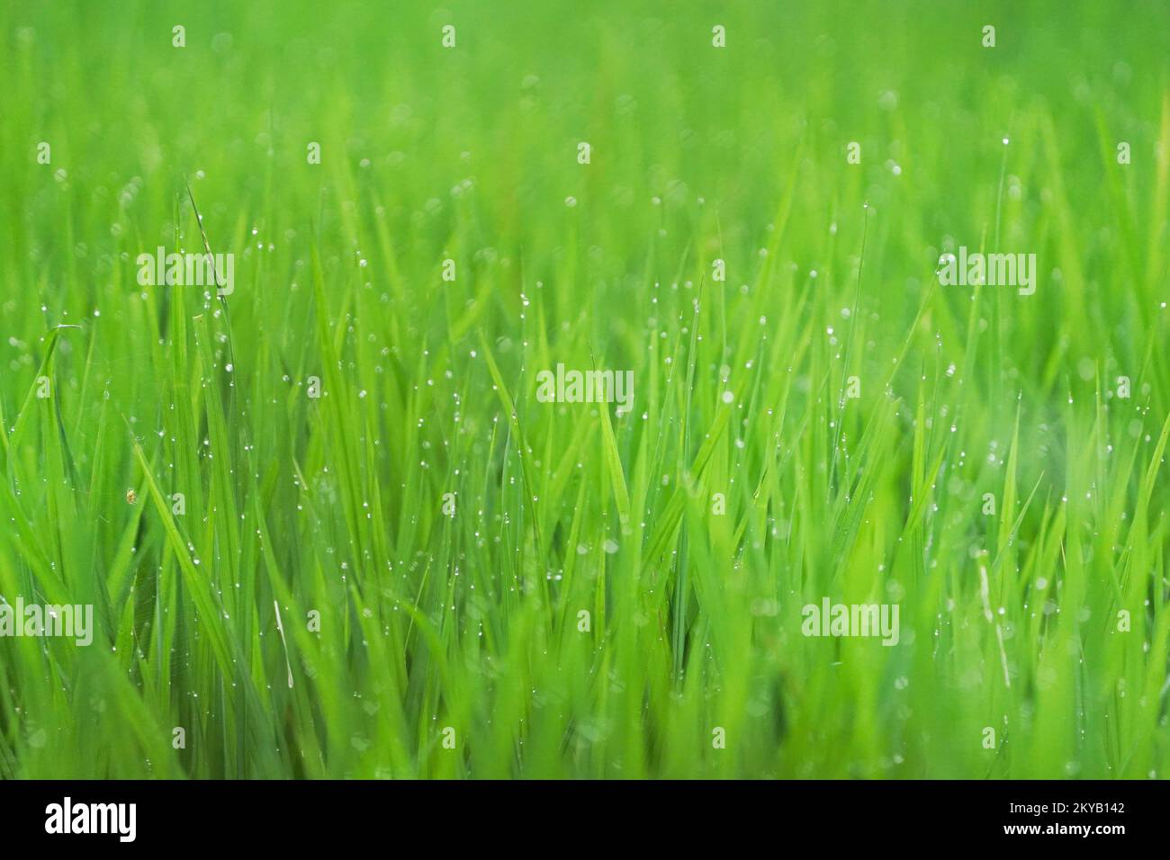 Morning Dew Drops on Green Grass Leafs primo piano, Green Grass and Dew Drops, Green succosa erba primo piano. Sfondo di erba verde giovane. Gras verde Foto Stock