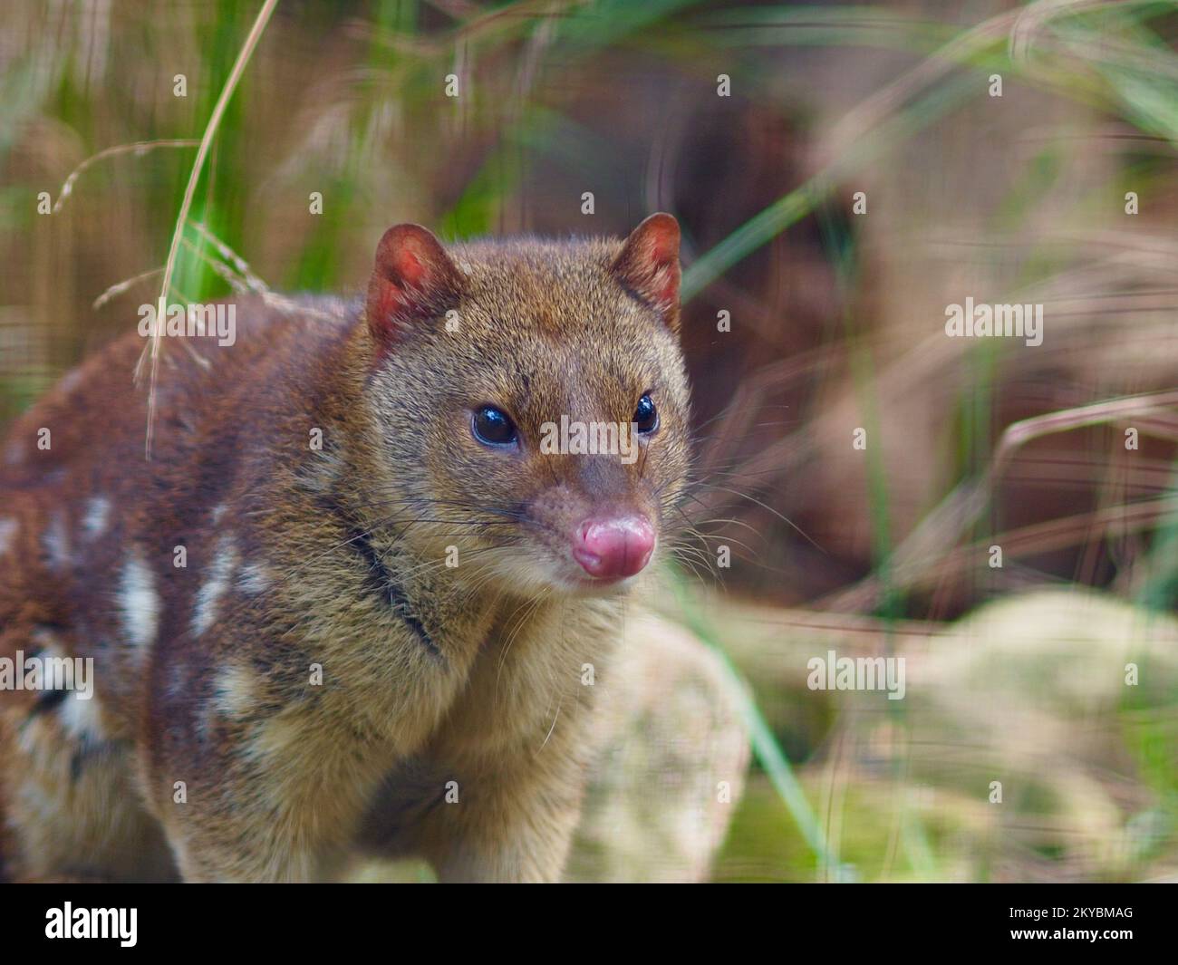 Un primo piano di un bellissimo Quoll attivo a coda punteggiata con occhi scintillanti e caratteristiche distintive. Foto Stock