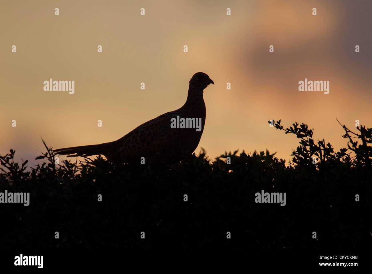 Fagiano comune o a collo ad anello (Phasianus colchicus) uccello femminile adulto su un hedgerow al tramonto, Suffolk, Inghilterra, Regno Unito Foto Stock