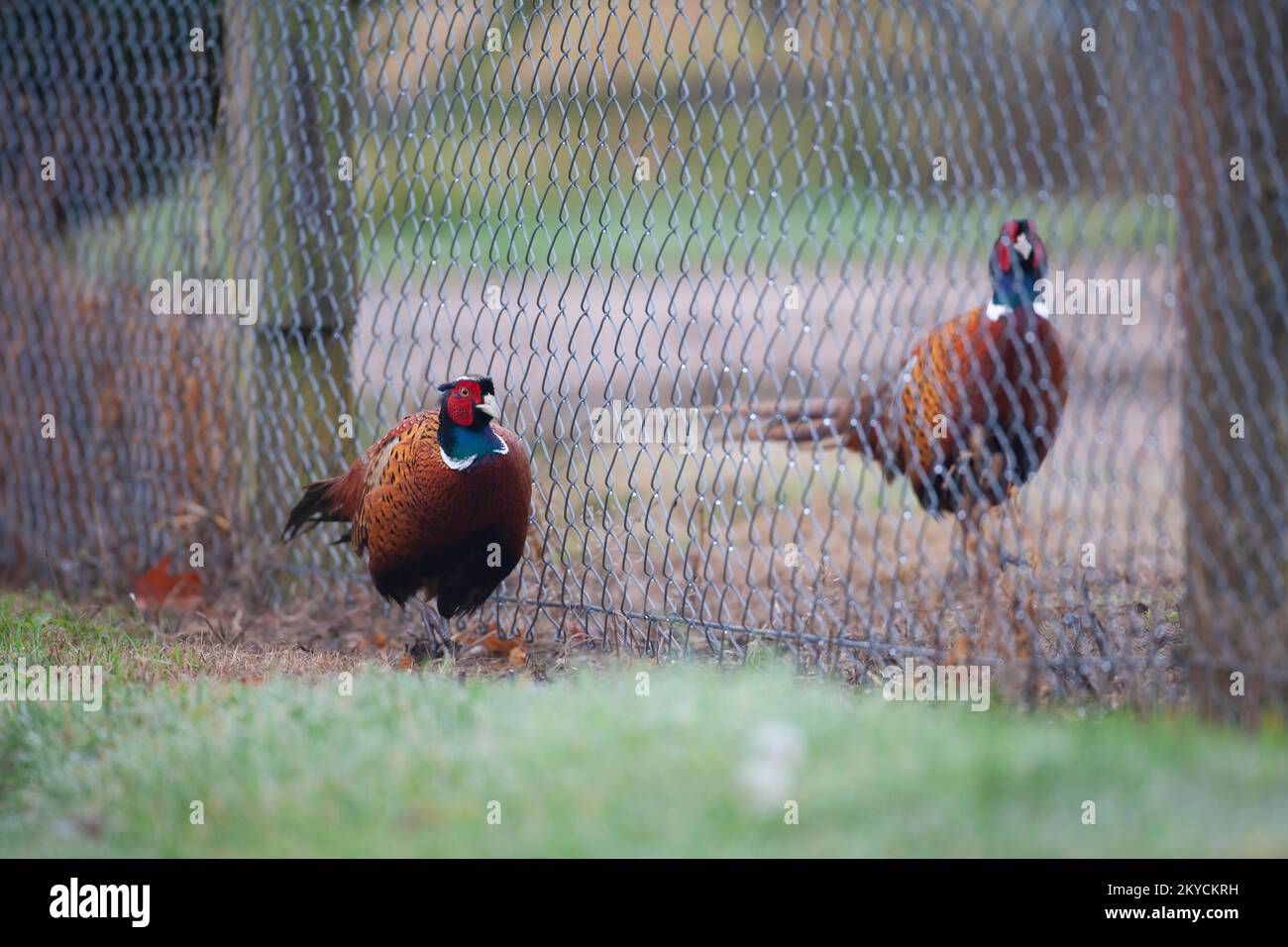 Fagiano comune o a collo ad anello (Phasianus colchicus) due uccelli maschi adulti che si erigono su entrambi i lati di una recinzione di filo da giardino, Suffolk, Inghilterra, United Foto Stock