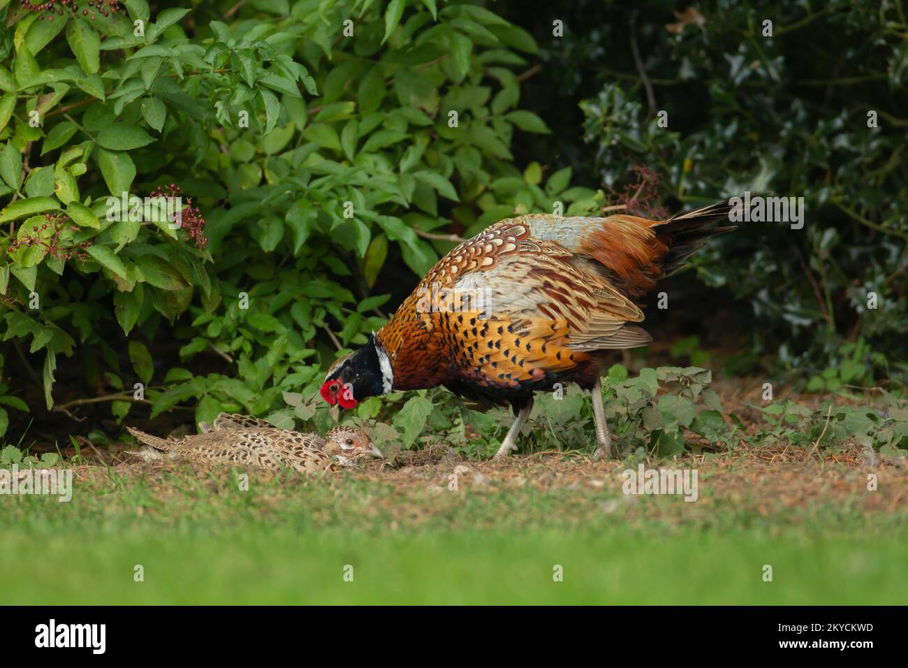 Fagiano comune o a collo ad anello (Phasianus colchicus) uccello maschio adulto in piedi su un uccello femmina in un giardino, Norfolk, Inghilterra, Regno Unito Foto Stock