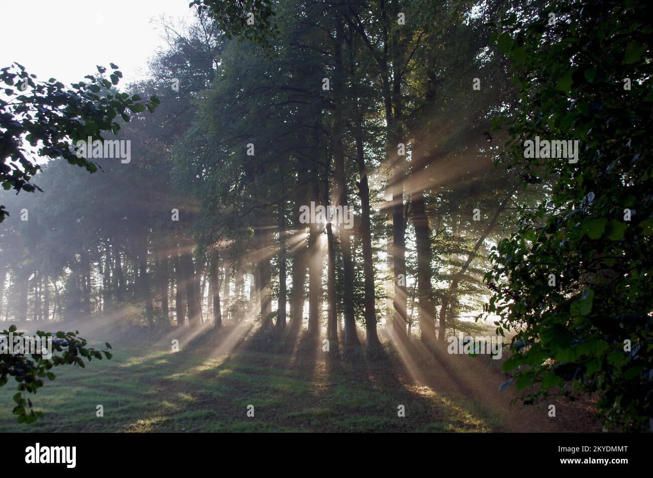 Paesaggio, raggi di sole, Foresta, luce, nebbia, In autunno i raggi del sole nascente brillano attraverso gli alberi Foto Stock