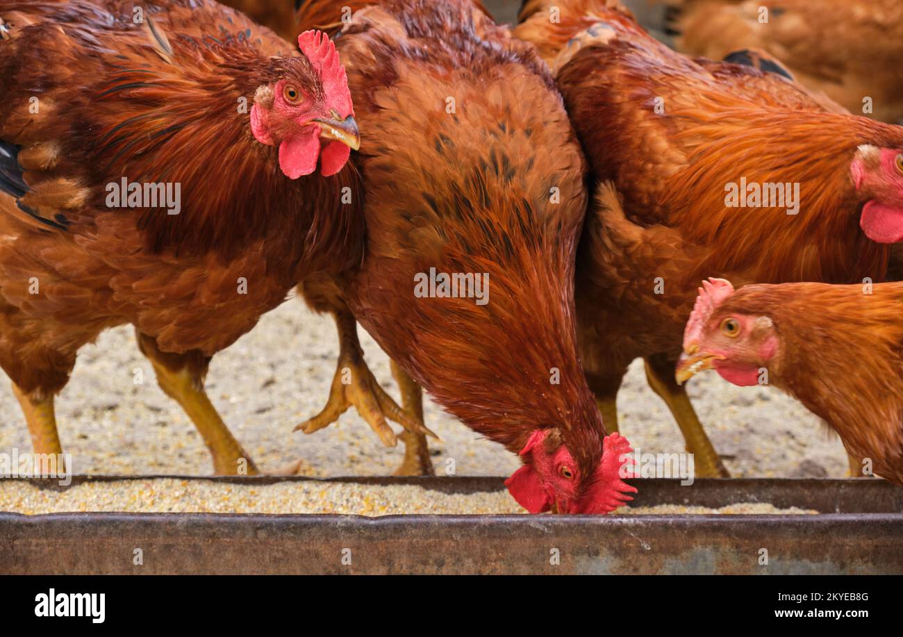 Gamma libera galline biologiche galline gallo polli mangiare grano vassoio alimentazione fattoria paese Foto Stock