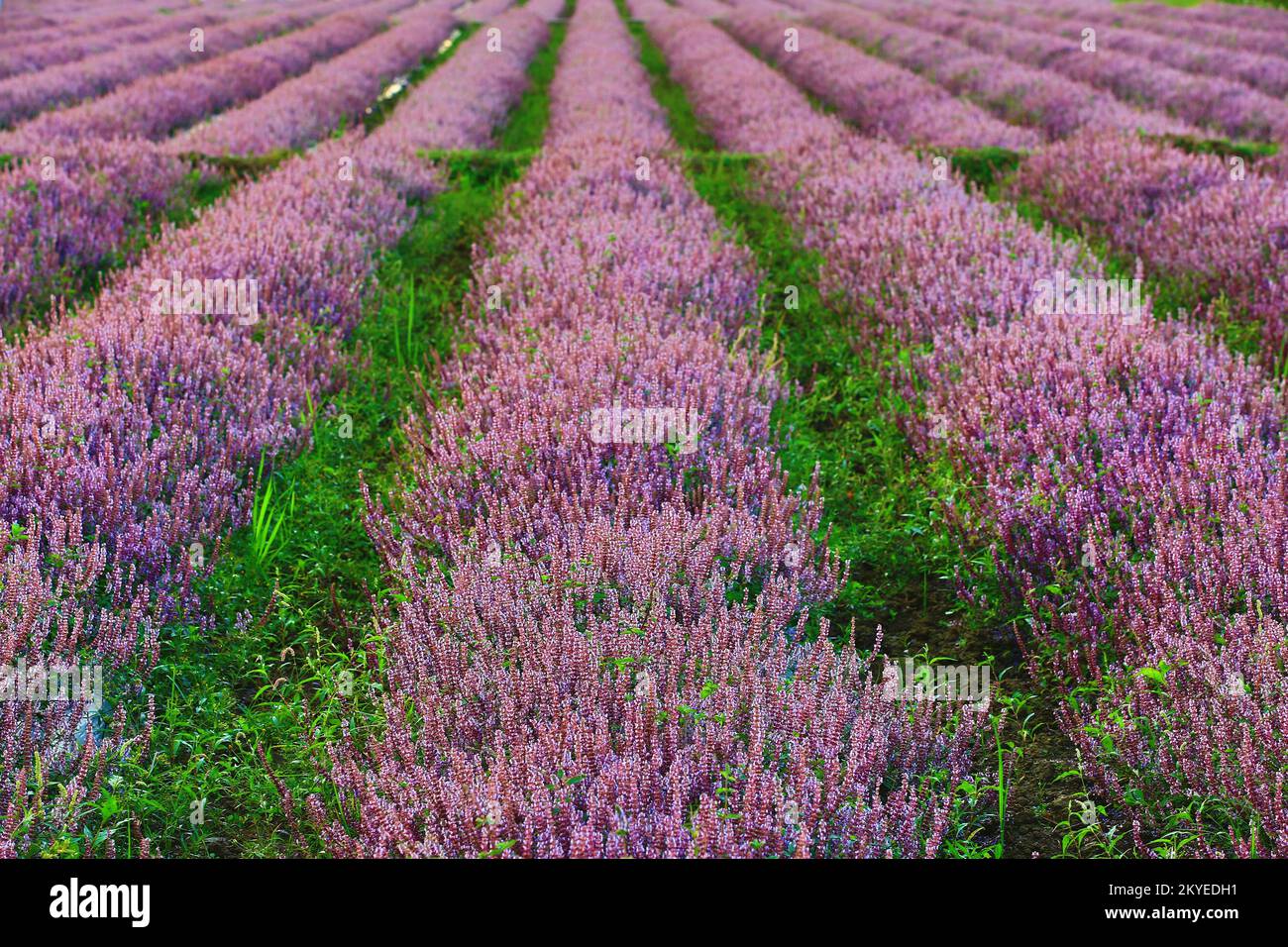 Splendido scenario della piantagione di fiori di Mesona (Mesona Cinese), molti viola con fiori marroni che fioriscono nel campo in una giornata di sole Foto Stock