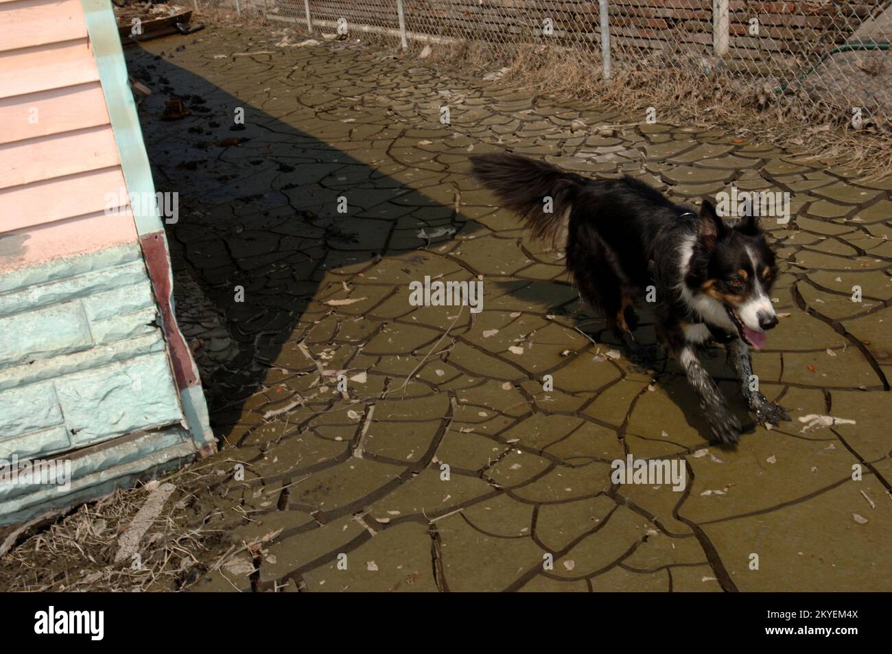 Uragano Katrina, New Orleans, LA, 19 settembre 2005 -- cani di ricerca urbana e salvataggio FEMA per cercare i residenti colpiti dall'uragano Katrina. Jocelyn Augustino/FEMA Foto Stock