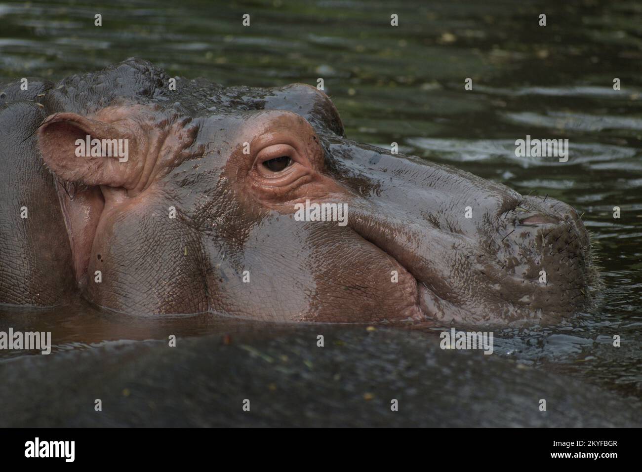 Un ippopotamo in acqua con la testa fuori acqua e il corpo sommerso dentro. Foto con capelli nitidi e dettagliati visibili. Foto Stock