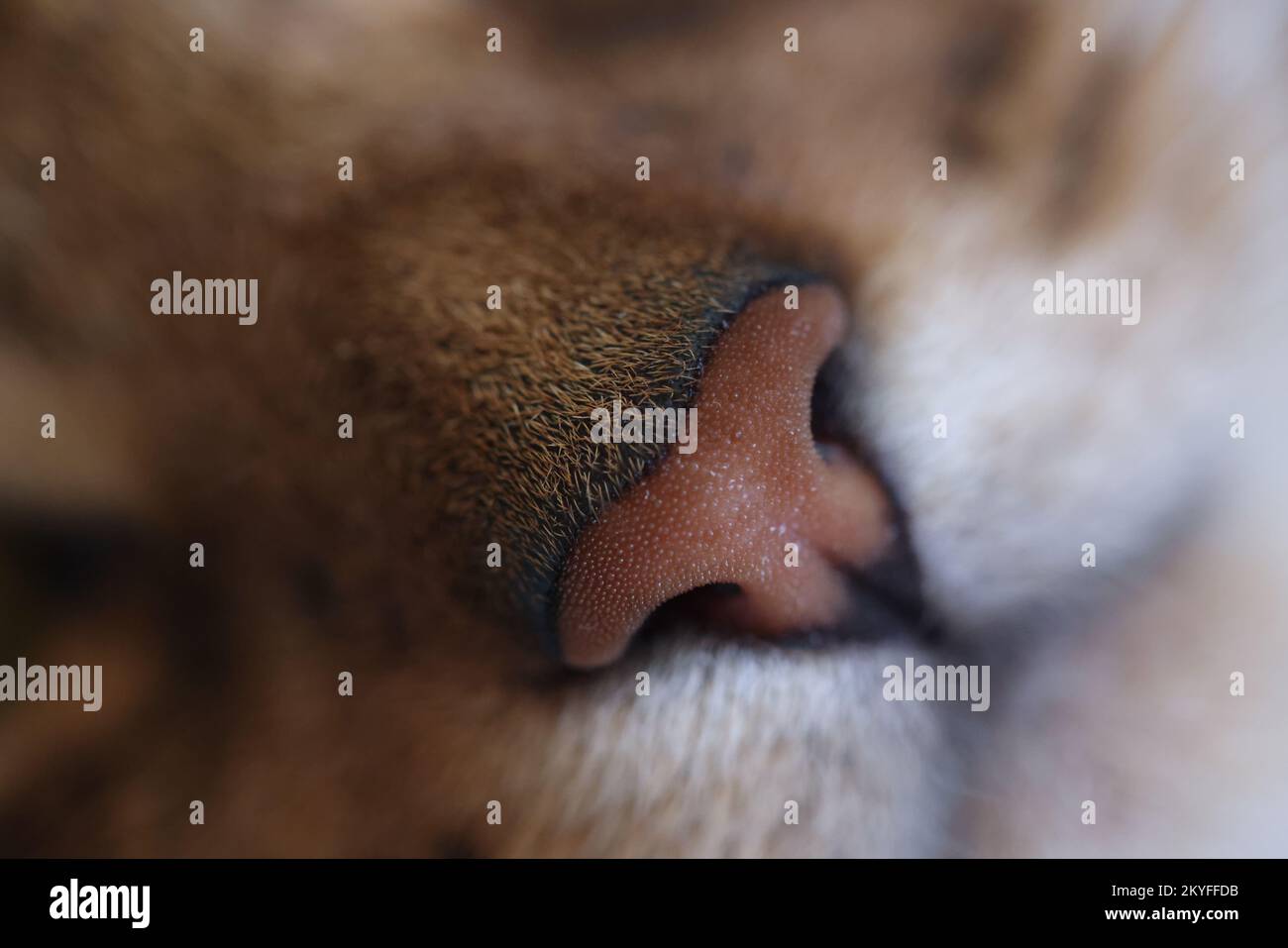Naso di gatto rosso domestico primo piano. Foto Stock
