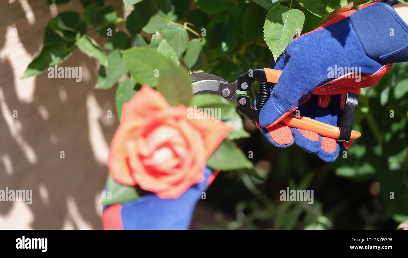 Mani di giardiniere potatura roseto in primo piano giardino. Foto Stock