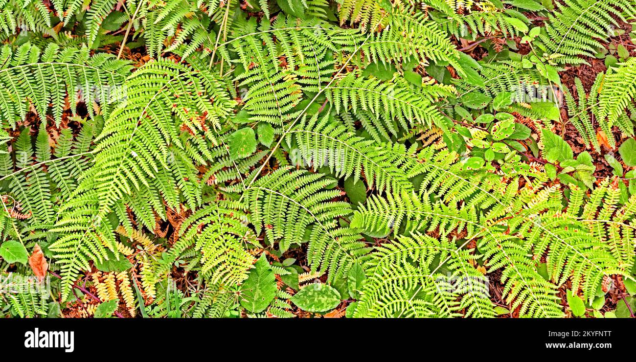Vegetazione densa Vista delle foglie di Fern alla foresta sfondo testurizzato Foto Stock
