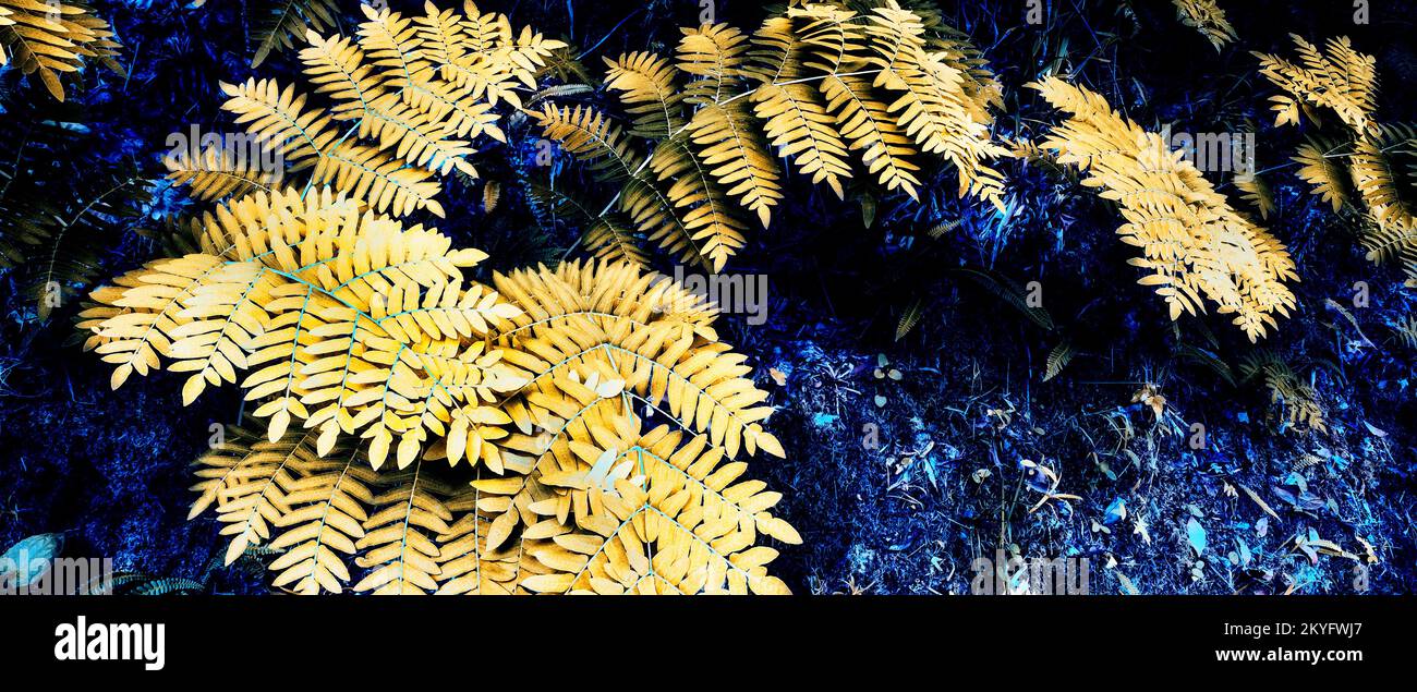 Vegetazione densa Vista delle foglie di Fern alla foresta sfondo testurizzato Foto Stock