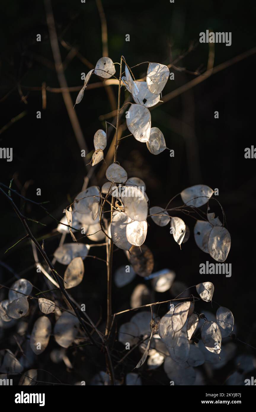 Lunaria annua, chiamata onestà o onestà annuale. Membrane in silicone traslucide. Foto Stock