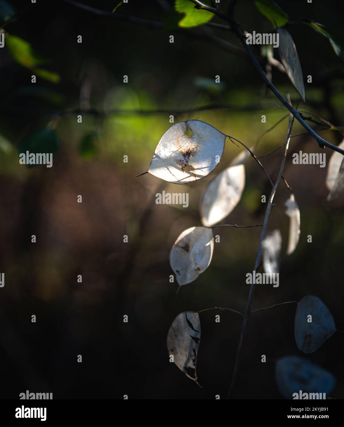 Lunaria annua, chiamata onestà o onestà annuale. Membrane in silicone traslucide. Foto Stock