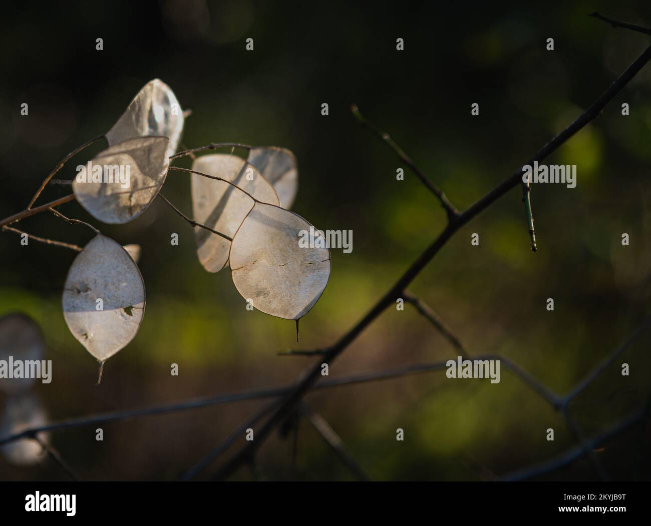 Lunaria annua, chiamata onestà o onestà annuale. Membrane in silicone traslucide. Foto Stock