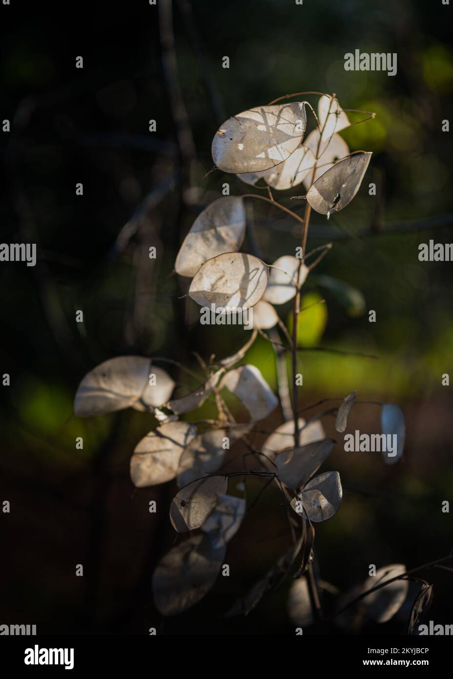 Lunaria annua, chiamata onestà o onestà annuale. Membrane in silicone traslucide. Foto Stock