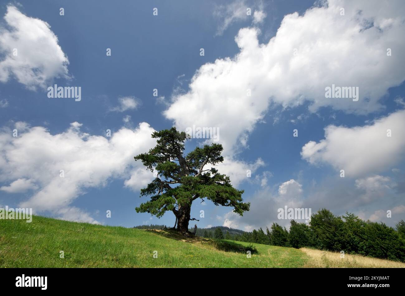 Vecchio pino 'Sveti Bor' in montagna di Serbia, Kamena Gora Foto Stock