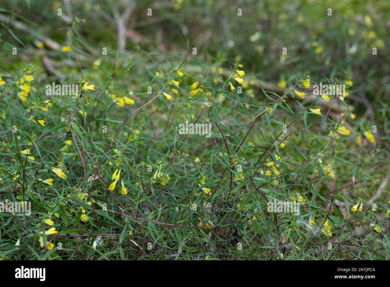 Wiesen-Wachtelweizen, Wiesenwachtelweizen, Melampyrum pratense, frumento tenero, le Mélampyre des prés, Millet des bois, Cochelet, Sarriette jaune Foto Stock