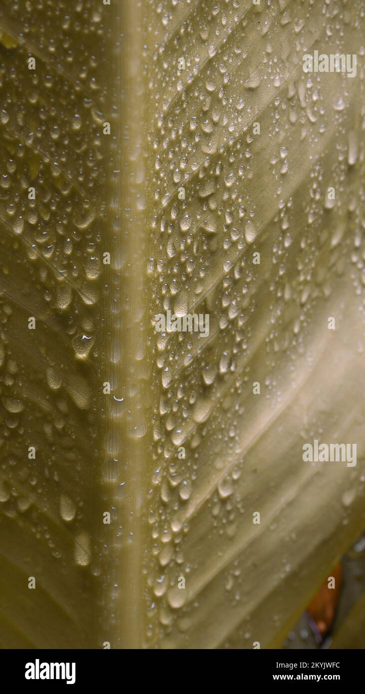 Sfondo verde a foglia con acqua spruzzi raindrop, 9:16 immagine sfondo Foto Stock