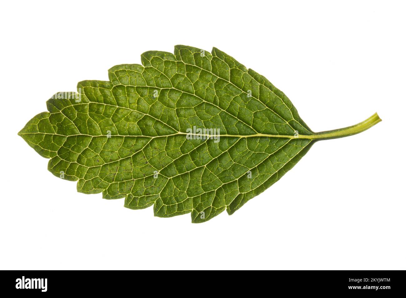 Zitronenmelisse, Zitronen-Melisse, Melisse, Melisse, Melissa officinalis, Bee Balm, Lemon Balm, Blatt, Blätter, foglia, foglie Foto Stock