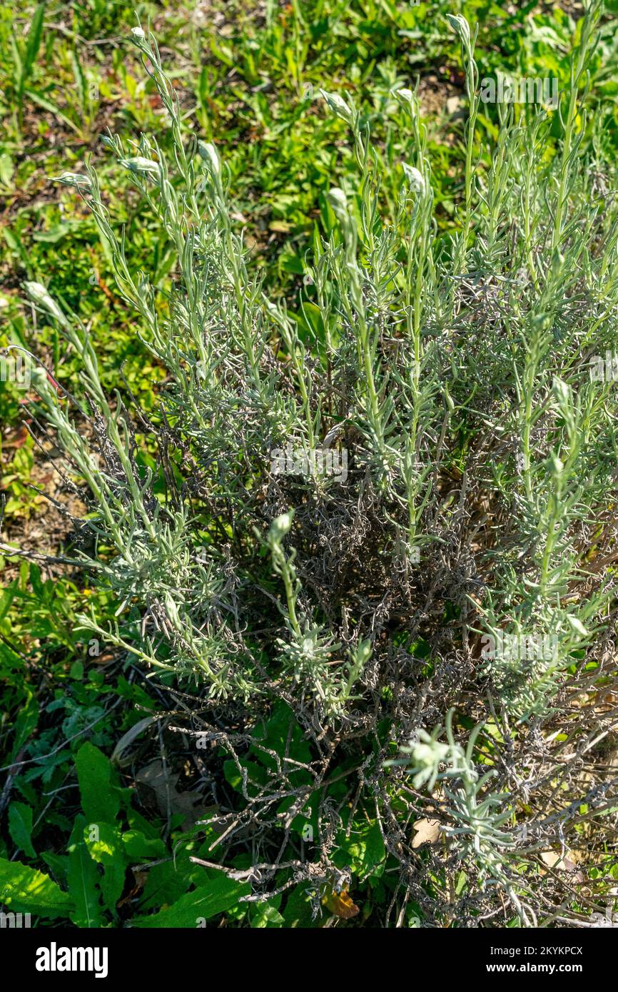 Questo fiore medicinale è chiamato everlast nana o immortelle. Foto Stock