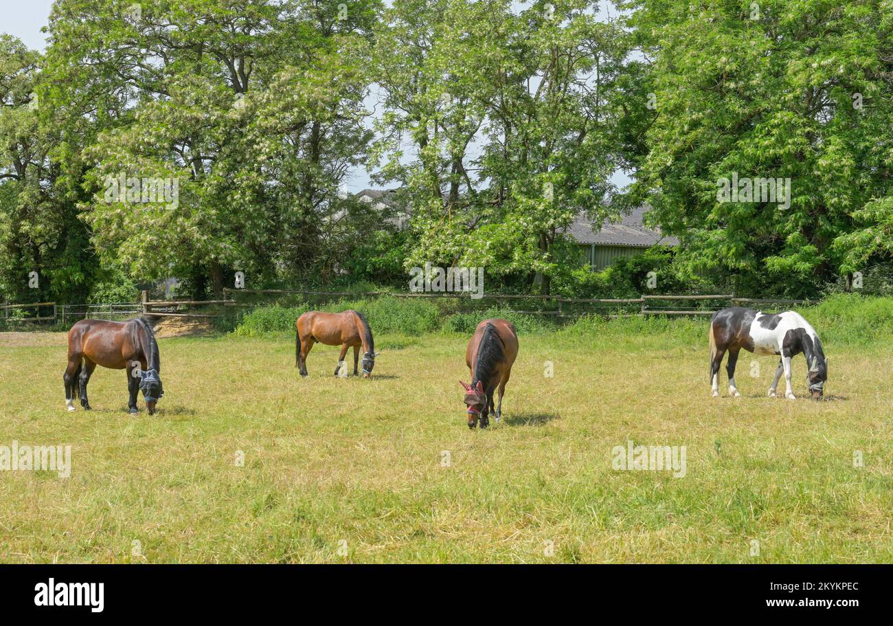Pferde, Weide, Eltville, Hessen, Deutschland Foto Stock