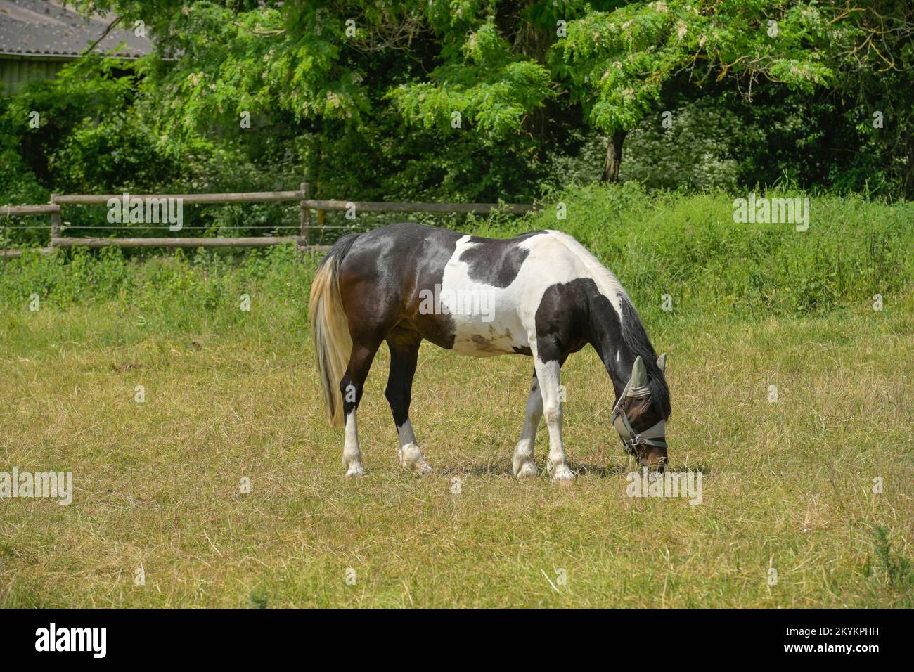 Pferd, Weide, Eltville, Hessen, Deutschland Foto Stock