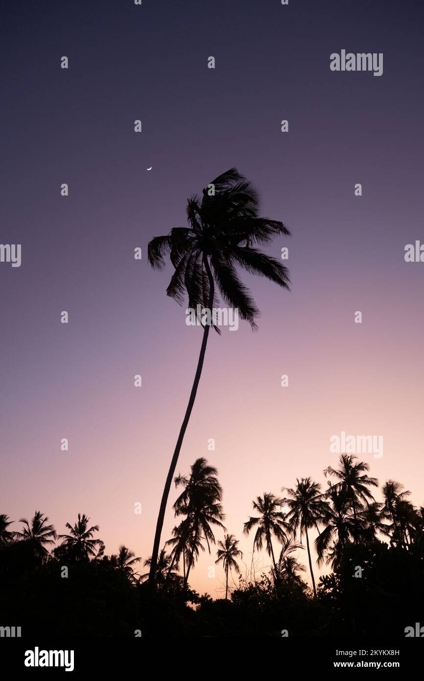 La luna sorge dietro le palme durante il tramonto su un'isola tropicale Foto Stock