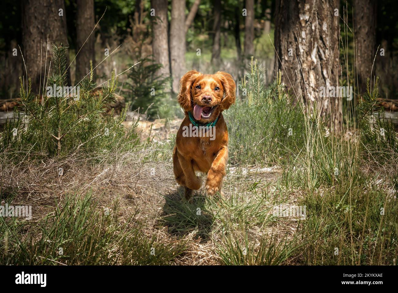 Cucciolo di cocker di lavoro spaniel che corre in una foresta tutte le zampe fuori terra Foto Stock