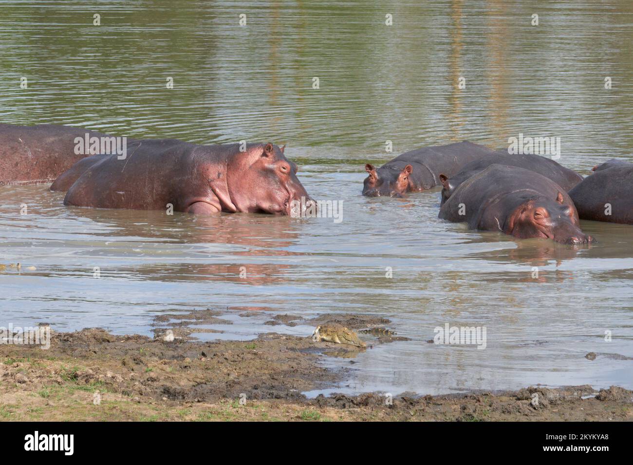 Ippopotami o hippopotami fare il bagno in una buca di irrigazione nel parco nazionale di Nyerere Foto Stock