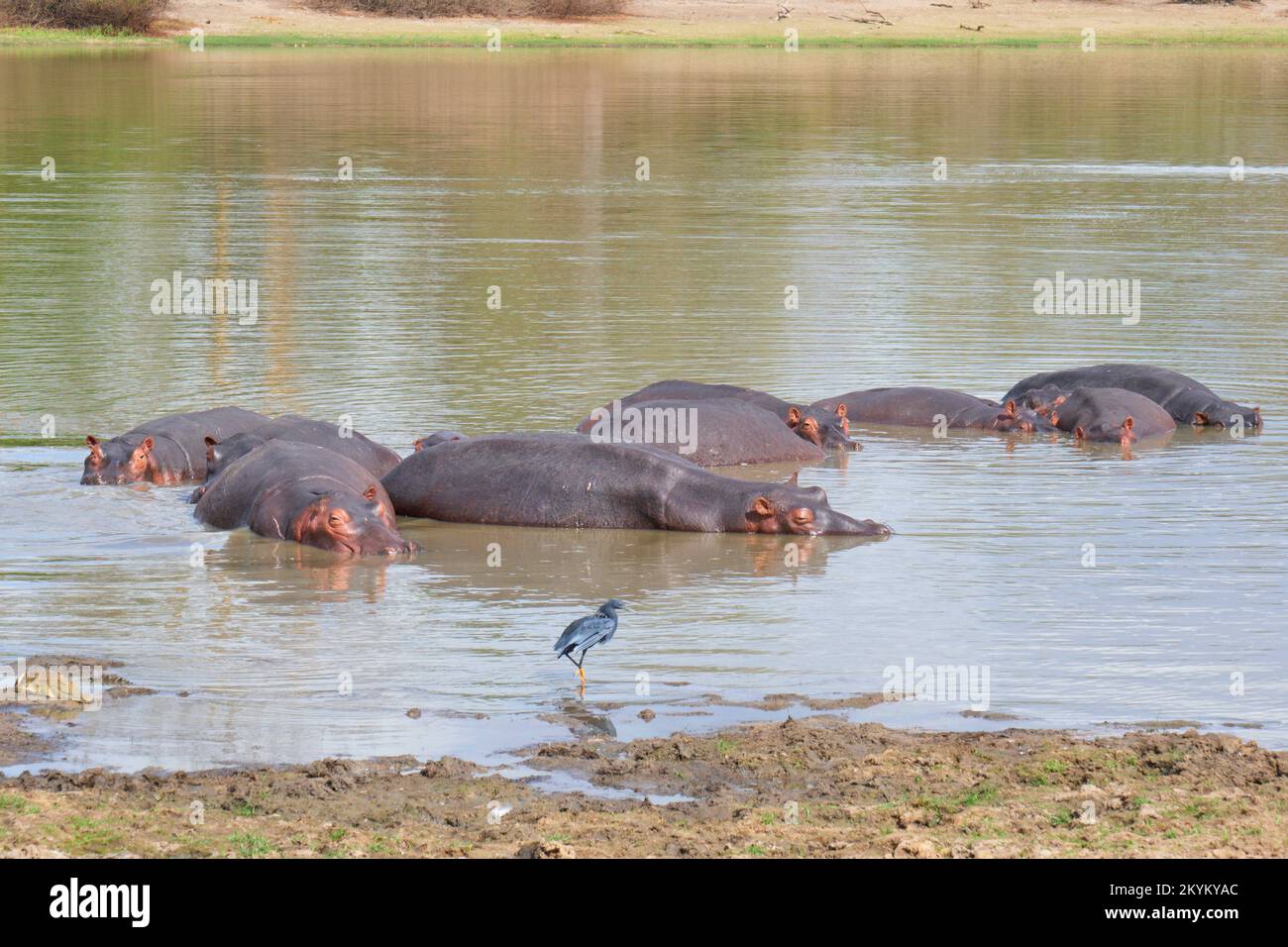 Ippopotami o hippopotami fare il bagno in una buca di irrigazione nel parco nazionale di Nyerere Foto Stock
