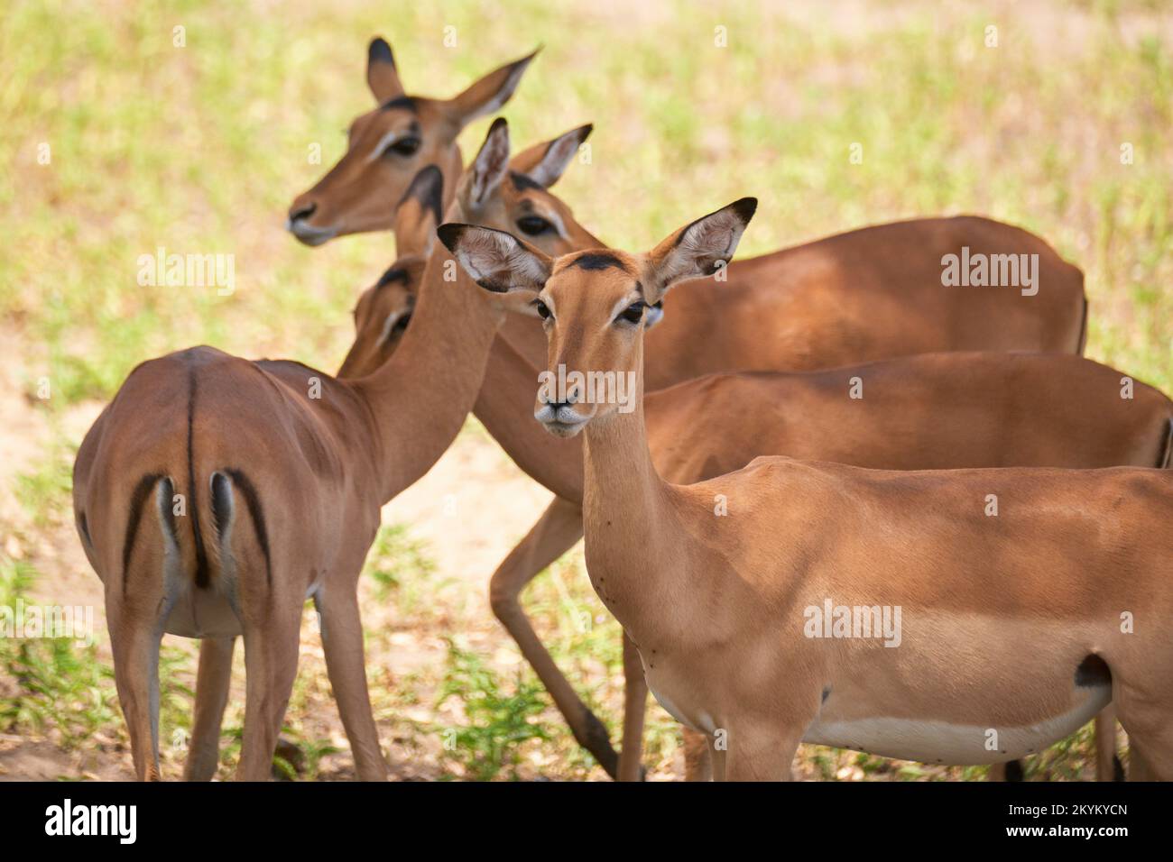 Una mandria di impala nel parco nazionale di Nyerere, primo piano Foto Stock