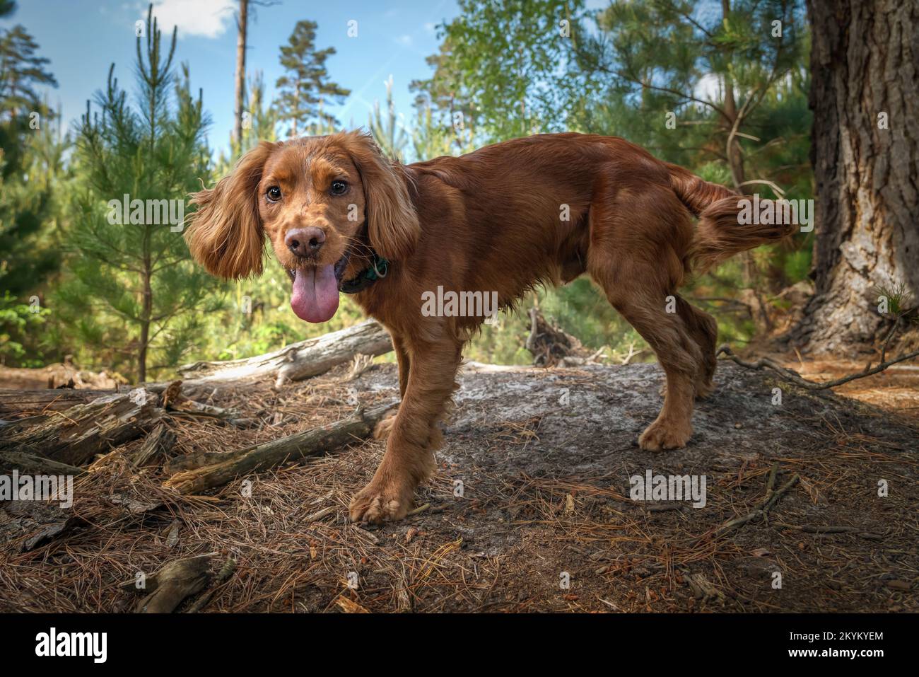 Il cucciolo di cocker di lavoro spaniel primo piano in una foresta guardando direttamente la macchina fotografica Foto Stock