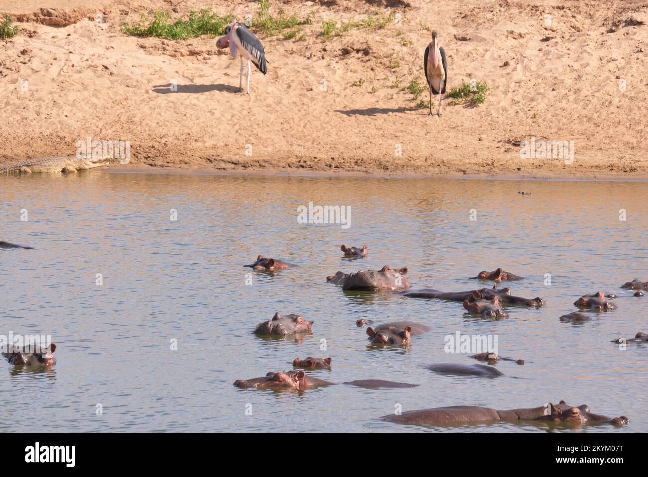 Ippopotami o hippopotami bagnare in un foro di irrigazione nel parco nazionale di Nyerere come un Crocodile e Maribou Stork guardare sopra Foto Stock