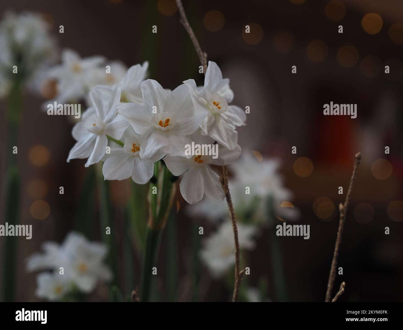 Primo piano dei fiori di narciso Paperwhite a Natale Foto Stock