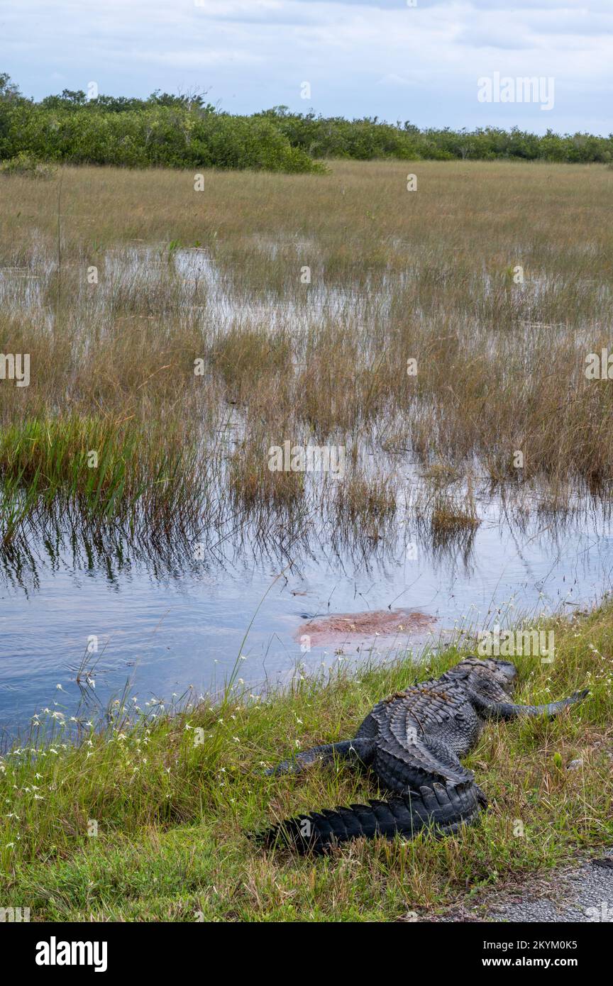 Parco nazionale delle Everglades Foto Stock