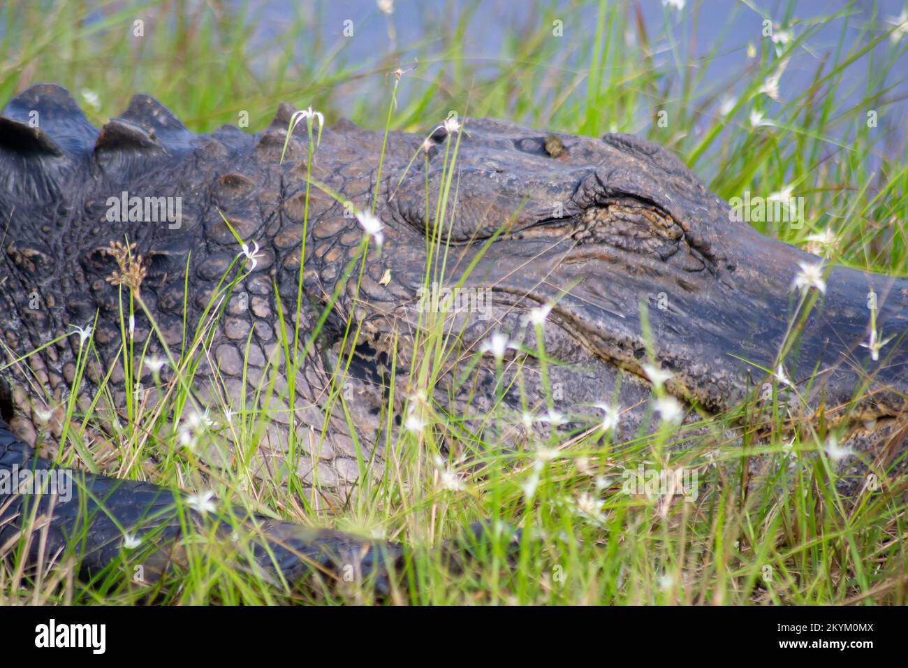 Parco nazionale delle Everglades Foto Stock