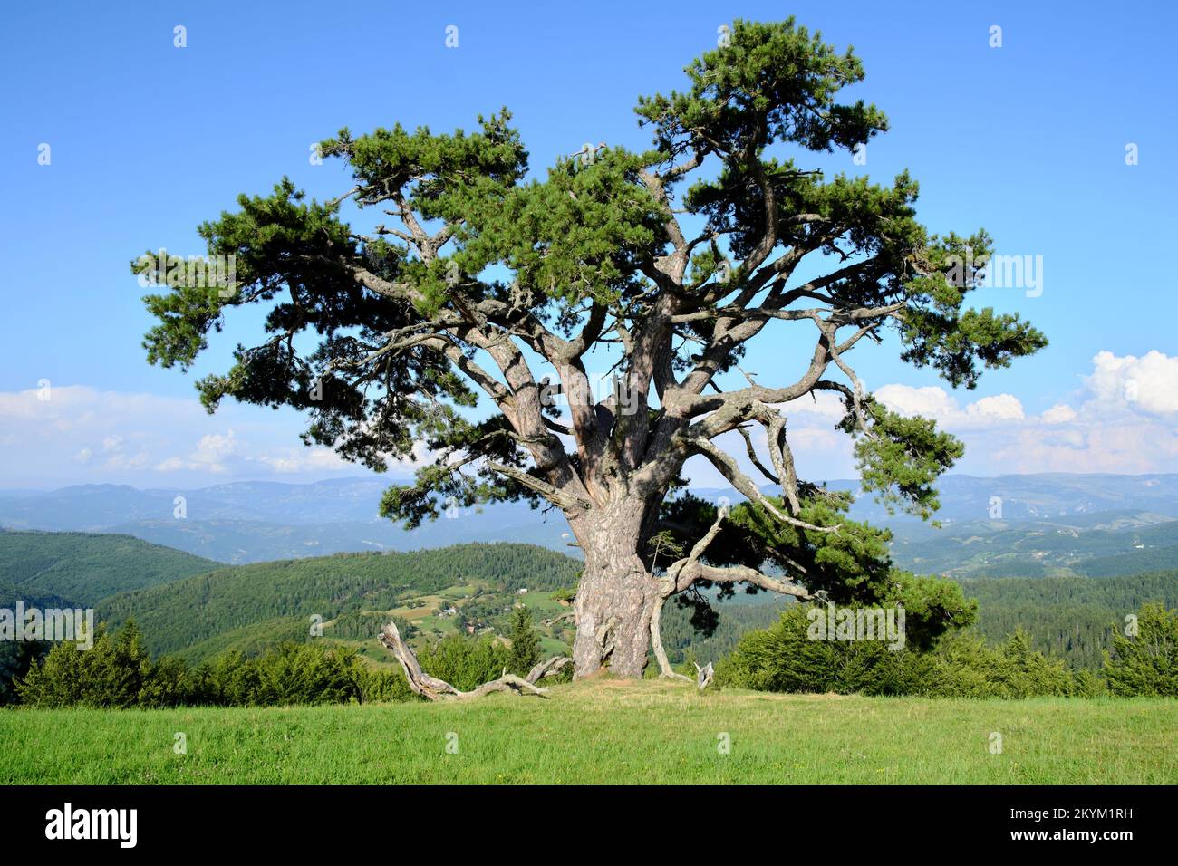 Vecchio pino 'Sveti Bor' in montagna di Serbia, Kamena Gora Foto Stock