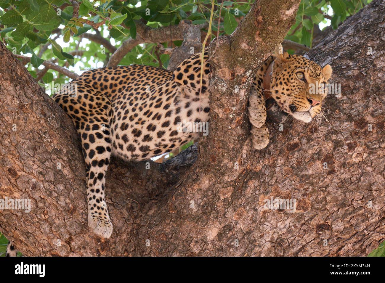 Un leopardo guarda fuori dal suo nascondiglio in un albero nel parco nazionale di Ruaha Foto Stock